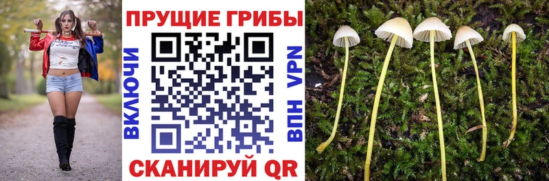 Псилоцибиновые грибы Psilocybine cubensis  Сатка 